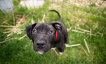 Animals, Muzzle, Blur, Smooth, Puppy HD wallpaper