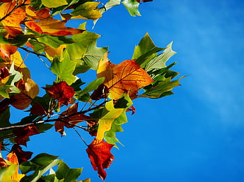 Colorful autumn leaves on a tree branch with a bright blue sky background. HD wallpaper