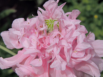 Pretty Double Poppy In Pink, Double Popy, graphy, Poppy, Flowers, Nature, Pink, Double Poppy HD wallpaper