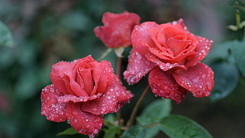 Drops on Pink Roses, pink, wet, roses, petals, drops, nature, dew, macro HD wallpaper