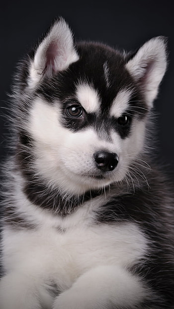 Animal, puppy HD phone wallpaper