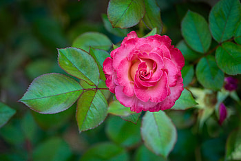 Rose, Leaves, Flower, Petals HD wallpaper