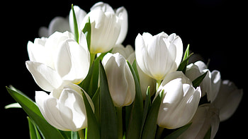 White Tulip Flowers Buds Petals Green Leaves In Black Background Flowers HD wallpaper