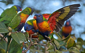 Rainbow Lorikeets, animal, bird, parrots, lorikets HD wallpaper