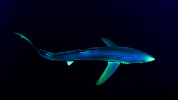 Blue shark, Sea Animals HD wallpaper