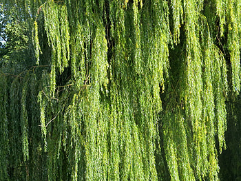 Weeping willow , Enchanting forest, Serene beauty, Captivating atmosphere HD wallpaper