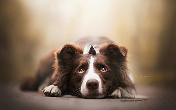 animal, dog, brown, butterfly, border collie, cute, caine HD wallpaper