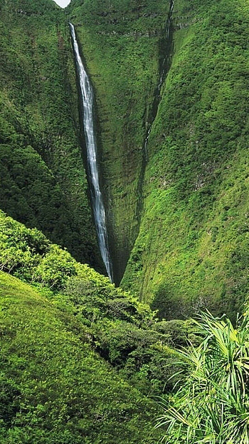 Jungle beauty, Lively colors, Stunning backdrops HD phone wallpaper