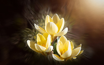 Crocuses, flowers, macro, yellow HD wallpaper