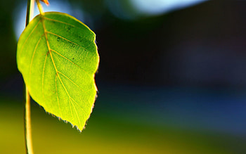 Background, Plant, Macro, Shine, Light, Sheet, Leaf, Form HD wallpaper