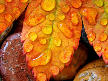 Leaf and water drops, eau, rouge, feuille, goutte HD wallpaper