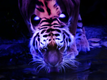 tiger drinking water, big cats, tigers, animals, felines HD wallpaper