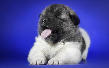 Cute Puppy, dog, animal, cute, puppy HD wallpaper