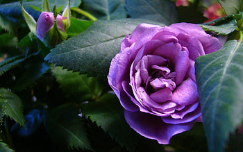 Plants, Flowers, Roses HD wallpaper