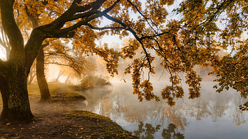 Autumn Trees, Park, Pond, Autumn, Trees HD wallpaper