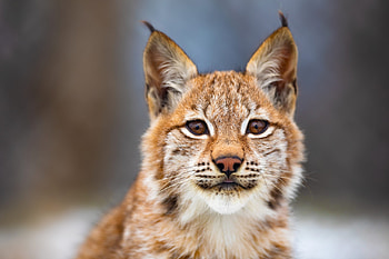 Lynx, animal, paw, tail HD wallpaper