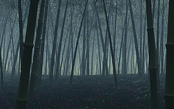 Bamboo Forest, bamboo, forest HD wallpaper
