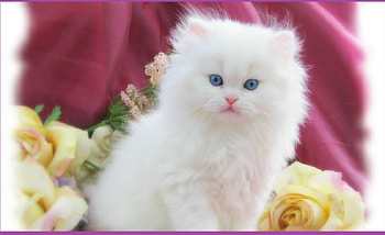 For my dear friend Patsy (sawnoff), cats, kitten, white, blue eyes HD wallpaper