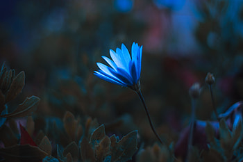 Blue bright flower, portrait HD wallpaper
