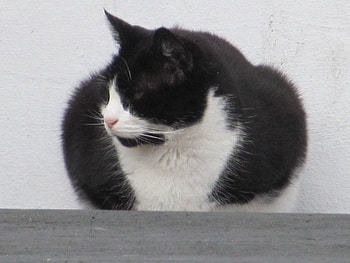 Miller's Cat, Domestic, Pets, Tuxedo, Felines, Cats HD wallpaper
