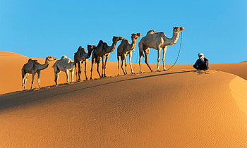 Desert scenery, Top backgrounds, Camel graphs, Wilderness beauty HD wallpaper