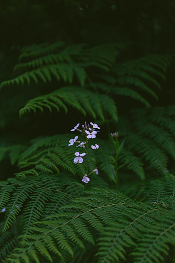 Plants, Flowers, Leaves, Fern HD phone wallpaper