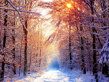 Deep silence, winter, forest, tree, sunset HD wallpaper