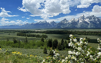 Grand Teton National Park, Wyoming, sky, usa, trees, landscape, clouds, flowers HD wallpaper
