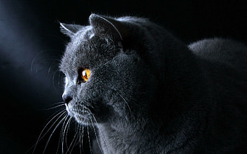 British Cat, Adorable feline companion, Majestic shorthair breed, Playful and affectionate HD wallpaper
