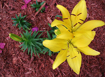 Flowers, Lilies, Drops, Flower Bed, Flowerbed, Freshness, Loose, Dissolved, Fertilizers HD wallpaper