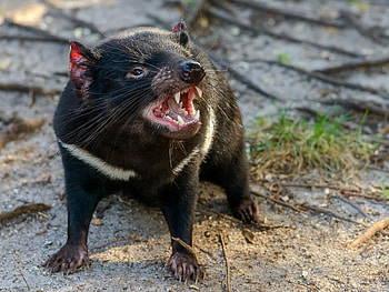 Puzzled scientists, Tasmanian devils, Laws of scavenging, Curious HD wallpaper