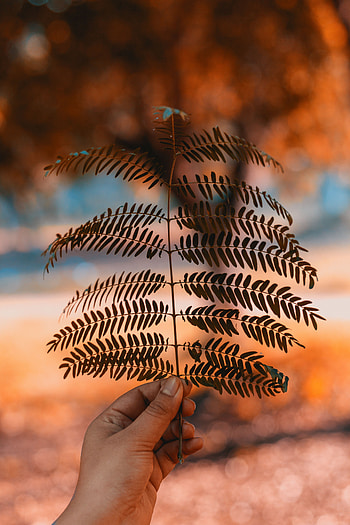 Plant, Macro, Hand, Blur, Smooth, Sheet, Leaf, Branch HD phone wallpaper
