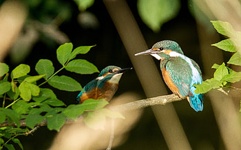 Kingfishers, leaves, birds, animals HD wallpaper