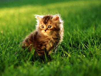 Animals, Cats HD wallpaper