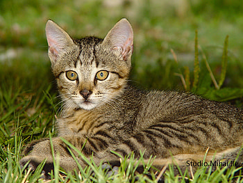 Tomy, cat1, tomita, cat 2011, cats HD wallpaper