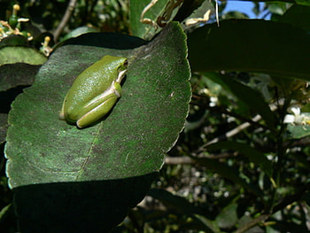 SITTING FROG, cute, leaf, frog, green HD wallpaper
