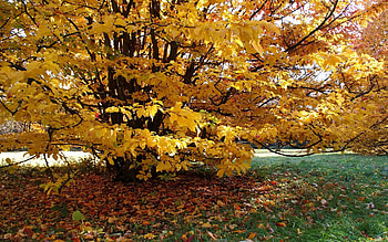 Nature, Autumn, Leaves, Wood, Tree, Small House, Lodge, Track, Courtyard, Yard, Ivy HD wallpaper