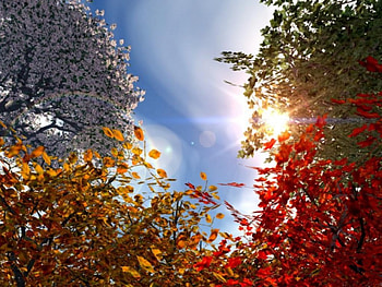Colorful spring garden , lovely, beauty HD wallpaper