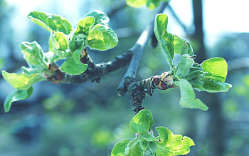 Leaves, Macro, Branch, Faded, Apple Tree HD wallpaper