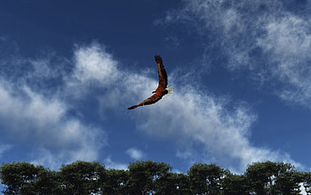 Animals, Sky, Clouds, Flight, Wings, Eagle, Wave, Sweep HD wallpaper