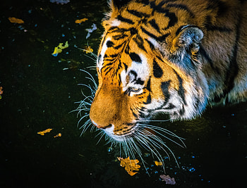 Predator, tiger, drinking water, muzzle HD wallpaper