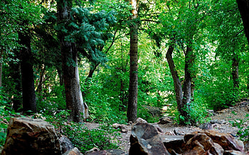 Nature, Stones, Forest, Foliage, Trunks HD wallpaper