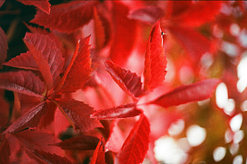 Nature, Autumn, Leaves, Plant, Branches, Ivy HD wallpaper