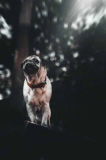 Animals, Dog, Pet, Sight, Opinion, Puppy, Pug HD phone wallpaper