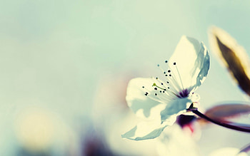 Flower, Plant, Macro, Bloom, Flowering, Branch, Stamens HD wallpaper