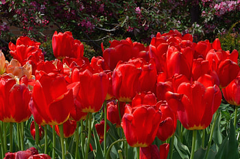 A Sea Of Red, red tulips, red flowers, spring flowers, tulips HD wallpaper