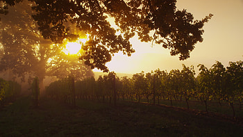 Oak Tree, Sunrise through oak tree, Vineyard beauty, Oregon scenery HD wallpaper