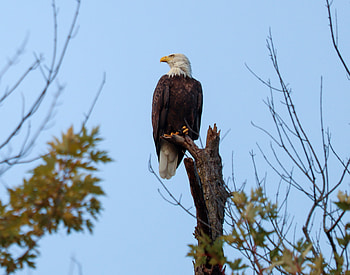 Animals, Bird, Branch, Predator, Wildlife, Bald Eagle, White-Headed Eagle HD wallpaper