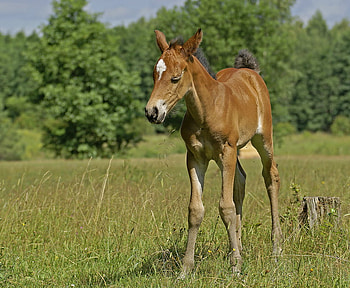 CUTE BROWN FOAL, horse, brown, equine, cute, foal, colt HD wallpaper