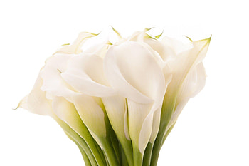 Calla Lily, Beautiful , Elegant blooms, Nature's jewel HD wallpaper